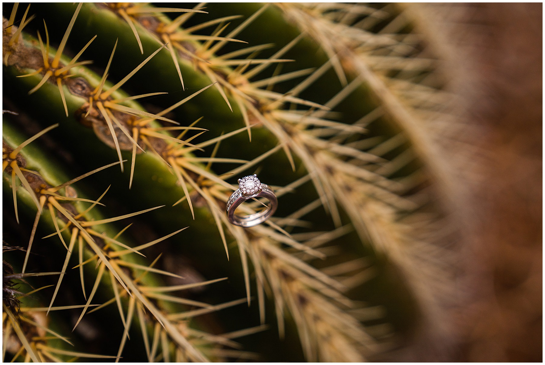 Wedding ring detail shot on cactus plant