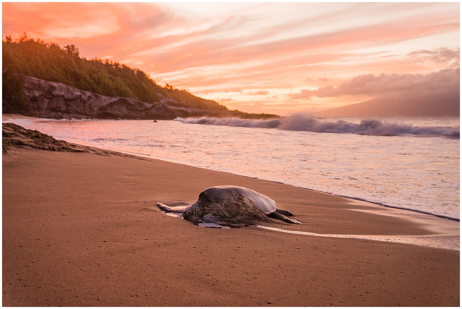 sea turtle on slaughterhouse beach at sunset