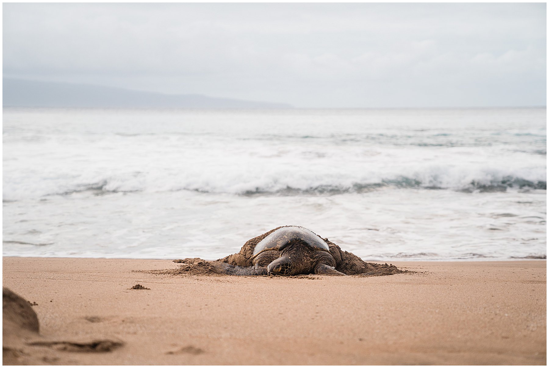 sea turtle at slaughterhouse beach in Maui