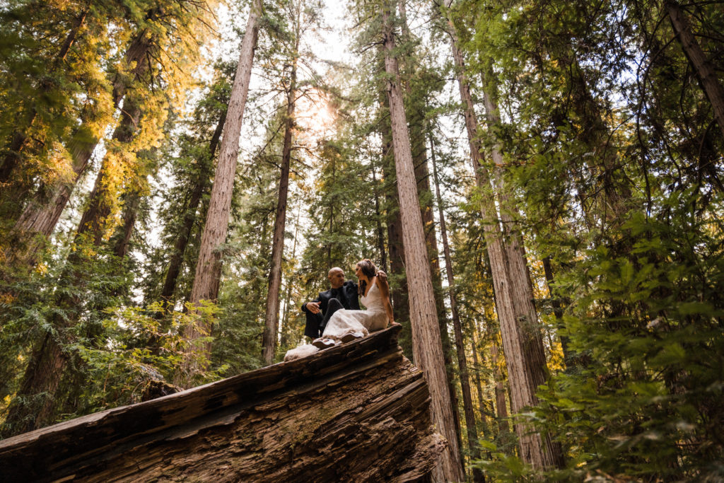 Redwood forest wedding