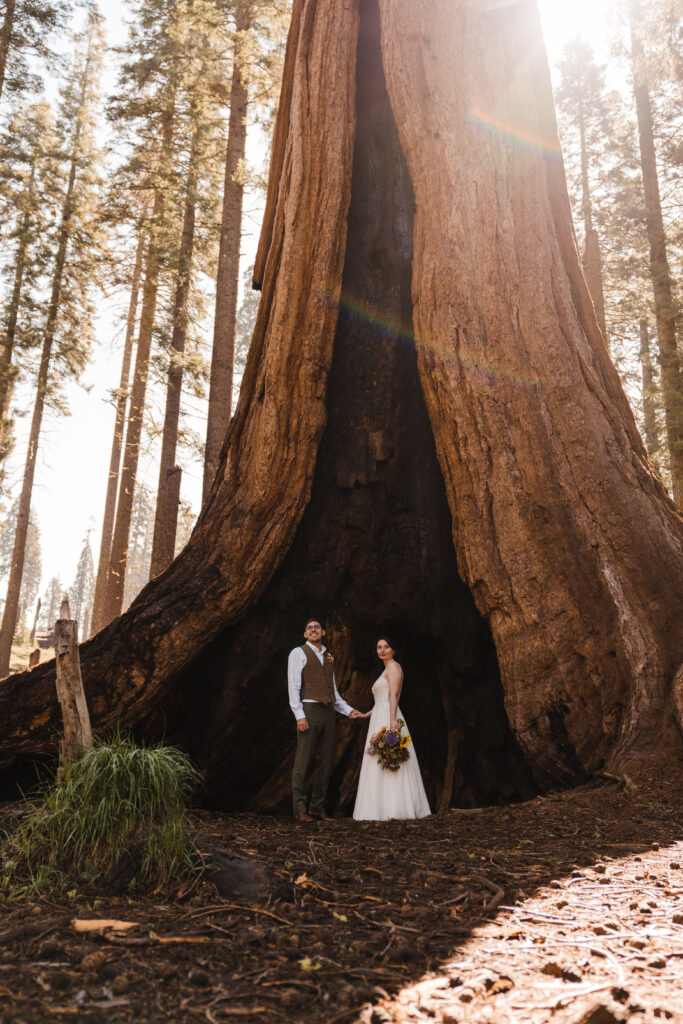 eloping couple standing in sequoia tree in Sequoia National park